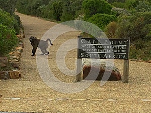 Friendly Baboon at the National Park in Cape Point, South Africa