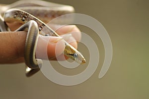 Friendly baby snake non venomous Taskar