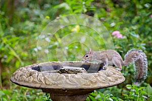 Friendly backyard squirrel drinking from birdbath