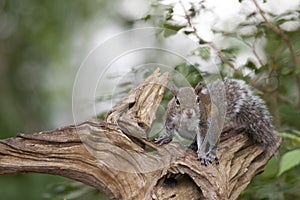 A friendly backyard squirrel on a wooden tree stump