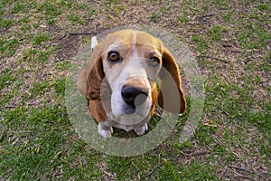 Friendly and faithful beagle photo