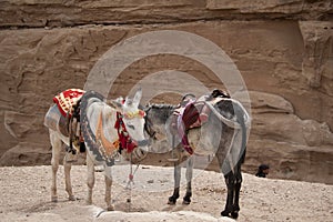 Friendly Bedouin donkeys