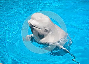 Friendly Beluga Whale