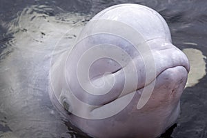 Friendly beluga whale raises head from the water up close with mouth shut