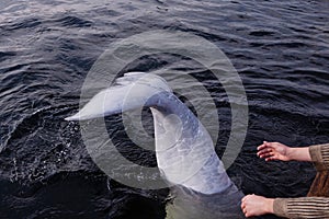 Friendly beluga whale shows tail before diving deep
