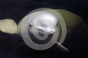 Friendly beluga whale swims from underwater close by with mouth shut