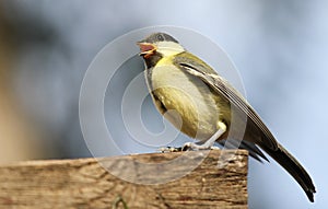 Friendly Bird Paridae