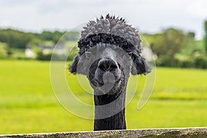 A friendly black coloured Alpaca in Charnwood Forest