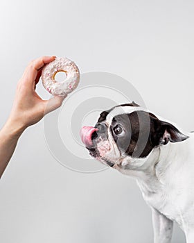 Friendly Boston Terrier standing on a white surface and licking a delicious donut