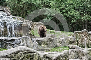 Friendly brown bear walking in zoo. Cute big bear stony landscape nature background. Zoo concept. Animal wild life