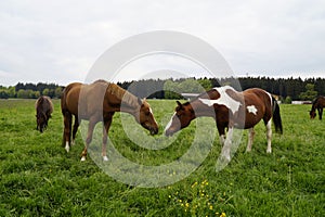 chocolate with white spots stallion and a chestnut stallion grazing in the Bavarian village Birkach (Germany photo
