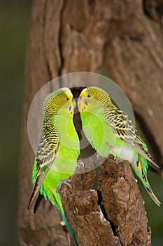 Friendly Budgies