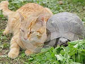 Friendly cat and turtle