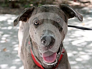 Friendly Catahoula Leopard Dog