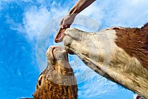 Friendly cattles on green granzing