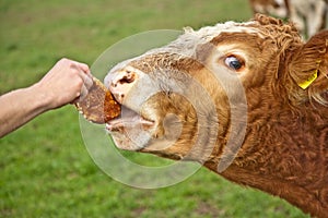 Friendly cattles on green granzing