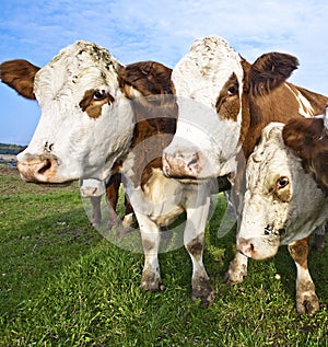 Friendly cattles on green grass
