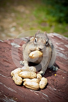 Friendly Chipmunk