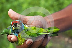 A friendly colorful bird in my hand