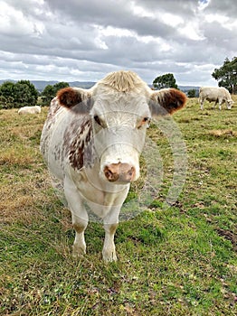 Friendly Cow standing in paddock looking