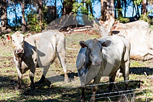 Friendly cows in the countryside of Pemberton WA