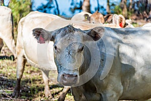 Friendly cows in the countryside of Pemberton WA