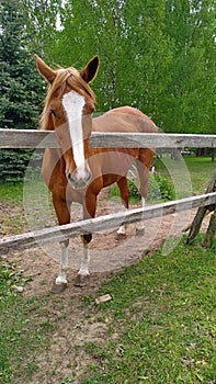 Friendly, curious brown horse with a white stripe in the face on a pasture among birches and firs looking at the camera