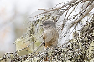 Friendly and cute inhabitant of old forests, Siberian jay, Perisoreus infaustus, sitting on a branch during autumn foliage