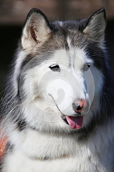 Friendly cute Siberian Husky portrait