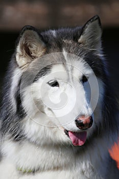 Friendly cute Siberian Husky portrait