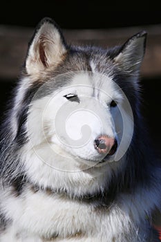 Friendly cute Siberian Husky portrait