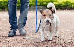 Friendly dog on leash at walkies exercises footwork with handler