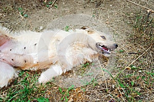 A friendly dog lies on the ground with his belly up.