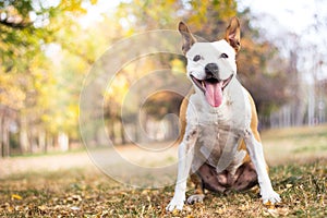 Friendly dog smile enjoying in the public park