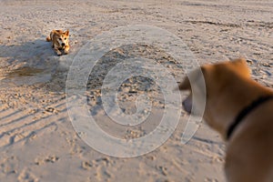 Friendly dogs on Koh Larn