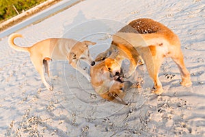 Friendly dogs on Koh Larn