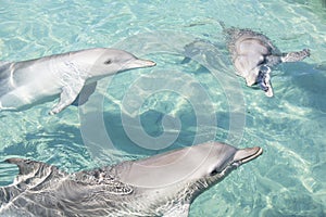 Friendly Dolphin interacting with people