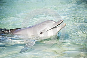 Friendly dolphin saying hello