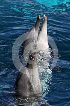 Friendly Dolphins