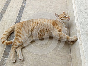 Friendly egyptian orange tabby cat