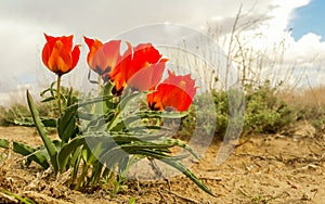 Friendly family of steppe tulips close-up, Baikonur, Kazakhstan