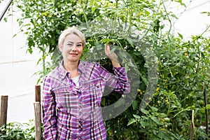 Farmer at work in greenhouse.