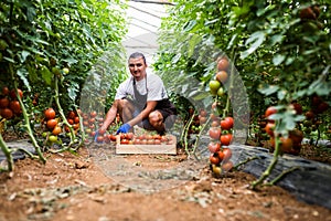 Friendly farmer at work in greenhouse. Young man picking fresh tomato in wooden boxes for sale