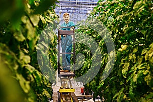 Friendly farmer working on hydraulic scissors lift platform in greenhouse