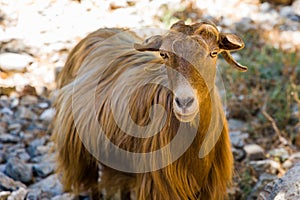 Friendly goats in the Imbros Gorge in Western Crete, Greece