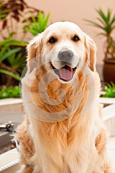 Friendly Golden Retriever