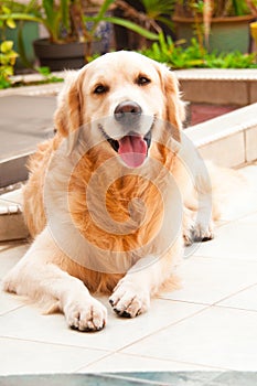 Friendly Golden Retriever photo