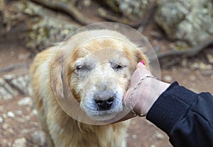 A friendly golden retriever background