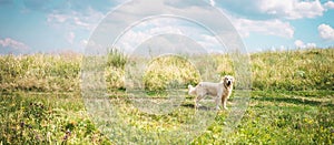 friendly golden retriever dog on beautiful meadow