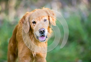 A friendly Golden Retriever dog standing outdoors